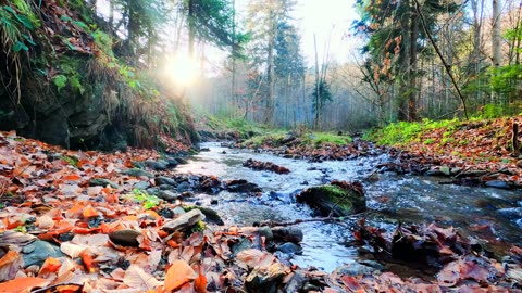 Forest stream