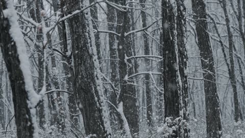 Snowfall